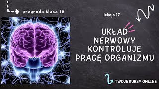 Przyroda klasa 4 Lekcja 17  Układ nerwowy kontroluje pracę organizmu [upl. by Earley]