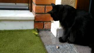 Cat gets attacked by a praying mantis [upl. by Alston514]