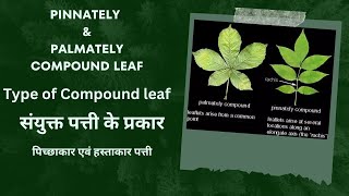 संयुक्त पत्तियों के प्रकार  Type of compound leaf  pinnately and palmately compound leaf  leaves [upl. by Tiphanie]