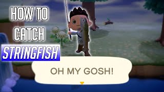 How to catch the Stringfish in Animal Crossing New Horizons [upl. by Ssew]