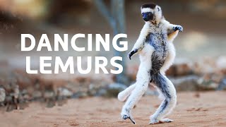 Sifaka Lemurs The Dancing Lemurs Threatened By Extinction  Madagascar Wildlife Documentary [upl. by Colas]