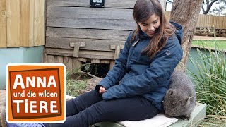 Warum der Wombat Würfel kackt Reportage für Kinder  Anna und die wilden Tiere [upl. by Shoifet236]