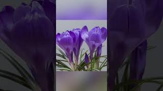 Watch the Timelapse of Beautiful Crocus Blooming [upl. by Salvidor967]