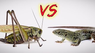 Серый Кузнечик vs Ящерица Wartbiter Katydid vs Lizard [upl. by Talanta]