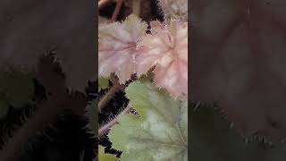 Best Heuchera Varieties plants gardening shorts [upl. by Allicerp]