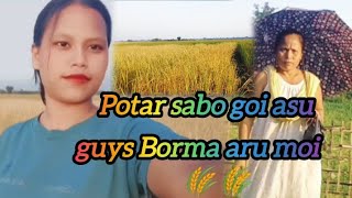 Potar sabo goi asu guys Borma aru moi🌾🌾😍 [upl. by Morna]