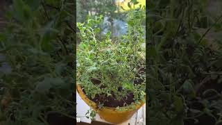 Most beautiful marjorammaruvam plant👌Home gardening [upl. by Anomar]