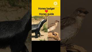 🦡Honey badger [upl. by Rosella143]