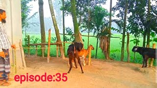 We enjoy watching the two goats play episode35goat breedingvlog [upl. by Eda]