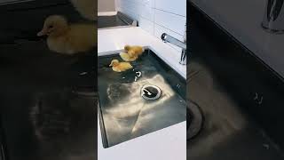 🦆 Cute Duckling Swimming in the Sink  Too Adorable 🦆 [upl. by Enaenaj]