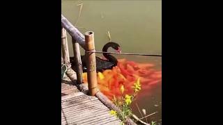 Why are so many fishes coming behind this swan shortvideos facts amazingfacts [upl. by Isej543]