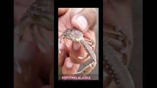 kepiting alaska [upl. by Ariella]