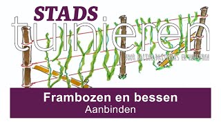 Stadstuinieren  Frambozen en bessen aanbinden moestuin [upl. by Etennaej]