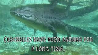 How Long Have Crocodiles Been Around [upl. by Dal]