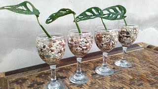 Monstera Propagation from Cuttings with Water and Decorative Stones [upl. by Lleraj267]