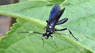 Parasitoid Wasps  ID requested on three species Ichneumonoidea [upl. by Ahsiuqram]