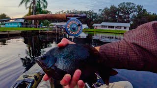 Fly Fishing for GIANT Bluegills ST JOHNS RIVER [upl. by Eadahs]