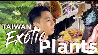 TOP SECRET Private Taiwan Plant Garage  Rare And Exotic Plants  Gesneriads  Begonias  Endemic [upl. by Llered293]