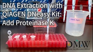 DNA Extraction with QIAGEN DNeasy Kit Add Proteinase K [upl. by Brandyn]