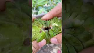 😋🤤Cherimoya sugarapple sweet tasty yummy fruit fruitcutting satisfying shorts fyp wow fy [upl. by Lan671]