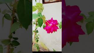 Mar moto apon keo nai shortsvideo youtube flowers [upl. by Gilba422]