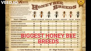 6 most wellknown Races of Honey Bees QUEENS  6 Rracat me te njohura te bleteve [upl. by Ellimaj]