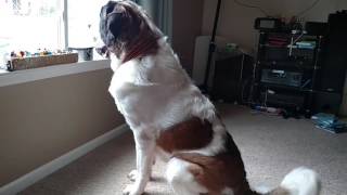 St Bernard Bolander barks very loudly [upl. by Nhepets]