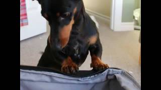 Crusoe the Dachshund Packing His Suitcase with Toys [upl. by Mei]