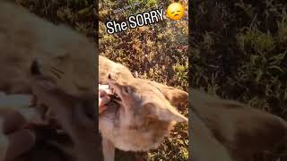 COYOTE CHAOS🐺🐶 cuteanimals weavethecoyote duckholliday dog puppy nature new funny family [upl. by Apul]