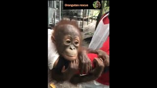 Baby orangutan rescues compilation 6 Theres still time to save them Bayi Orangutan [upl. by Jacoby]