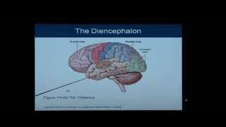 Anatomy and Physiology Help Chapter 14 Light OverviewFlythrough of the BrainNervous System [upl. by Ljoka982]