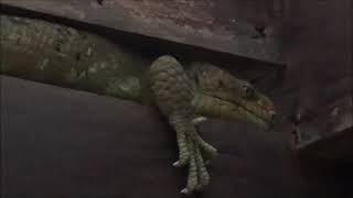 Golden Poison Frogs Common Chameleon and PrehensileTailed Skinks at Bristol Zoo [upl. by Weissman]