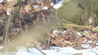 The Woodcocks dance European Woodcock foraging Dansende Houtsnip [upl. by Nylitsirk58]