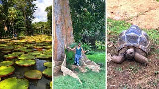 Pamplemousse Botanical Gardens Mauritius 🌴 BEAUTIFUL TOURIST ATTRACTION [upl. by Nevart]