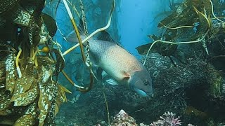 Spearfishing Southern California  Wintertime Hunting in Crystal Clear Waters [upl. by Daryle]