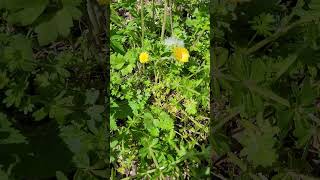 Le Tussilage  la Plante Médicinale Anti Toux  Coltsfoot the AntiCough Medicinal Plant [upl. by Brandi]