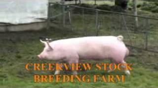 CREEKVIEW Stock Breeding Farm  PHILIPPINE LARGEWHITE [upl. by Jacobine686]