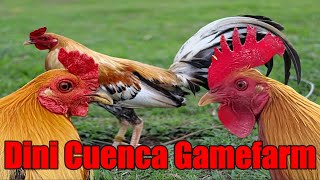 Lets Visit The Farm Of Dini Cuenca Gamefarm [upl. by Leanna]