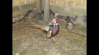 SHPF Breeding Ringneck Pheasants Ep2 [upl. by Mudenihc]