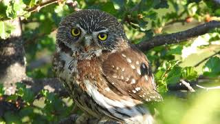 Caburé grande Glaucidium nana adulto [upl. by Octavla]