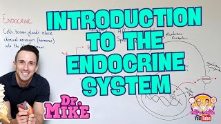 Introduction to the Endocrine System [upl. by Grannia]