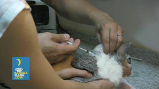 How To Cope When Your Rabbit Has An Abscess Part 3  Teenys Tips [upl. by Nivel]