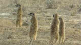 SURICATES Meerkats  SURICATI [upl. by Ehcor]