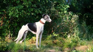 How to Care for a Whippet Diet Exercise and Weight Management [upl. by Setarcos]