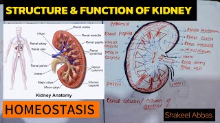 Structure amp Function Of Kidney Homeostasis Class 2nd year [upl. by Middlesworth]