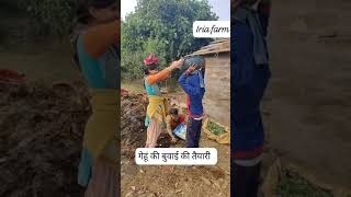 Wheat sowing readiness in Himalayan farms farming love women organicfarming [upl. by Garvey]