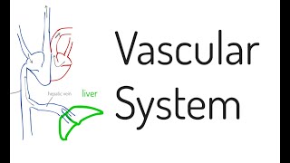 Vascular System [upl. by Ecerahs393]