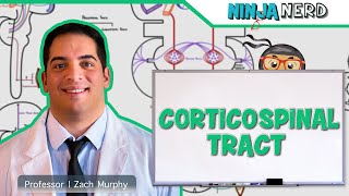 Neurology  Descending Tracts Corticospinal Tract [upl. by Elma983]