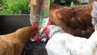 COMO FAZER BEBEDOURO AUTOMATICO COM GARRAFA PET PARA GALINHAS  PLASTIC BOTTLE BIRD WATER [upl. by Jacquelin]