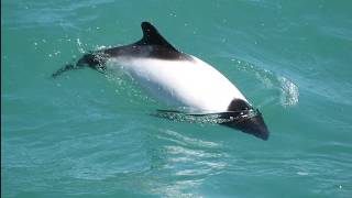 Facts Commersons Dolphin [upl. by Christie]